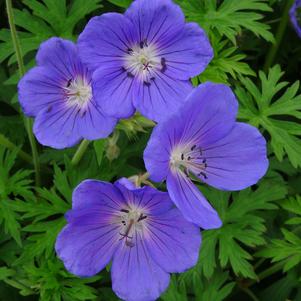 Geranium 'Orion'