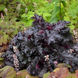 Heuchera 'Black Taffeta'