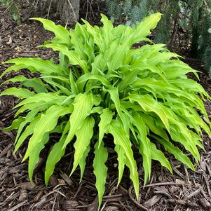 Hosta 'Curly Fries'