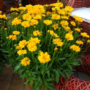 Coreopsis grandiflora 'Early Sunrise'