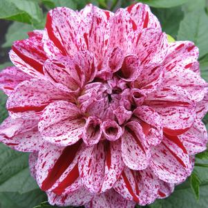 Dahlia 'GoGo Speckled Pink'