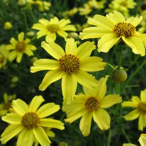 Coreopsis verticillata 'Zagreb'