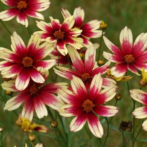 Coreopsis 'Satin and Lace™ Red Chiffon'