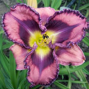 Hemerocallis 'You've Got Soul'