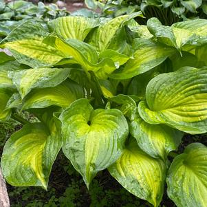 Hosta 'Lakeside Banana Bay'