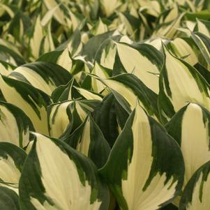 Hosta 'Reversed Patriot'