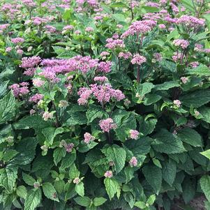 Eupatorium dubium 'Little Joe'