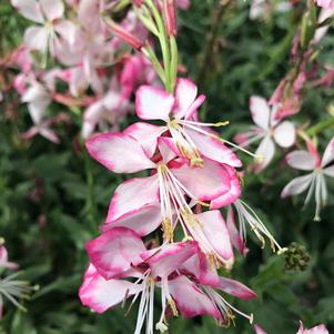 Gaura lindheimeri 'Rosy Jane'