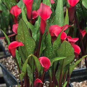 Calla 'Red Charm®'