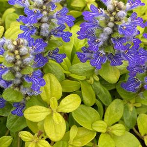 Ajuga 'Feathered Friends™ Cordial Canary'