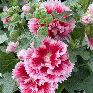 Alcea rosea 'Fiesta Time™'