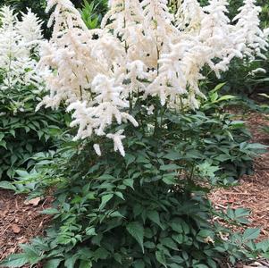 Astilbe japonica 'Deutschland'