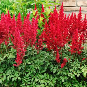 Astilbe arendsii 'Burgundy Red'