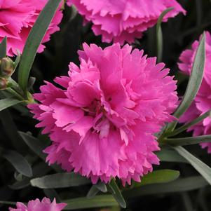 Dianthus 'Everlast™ Orchid'