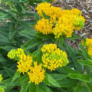 Asclepias tuberosa 'Hello Yellow'