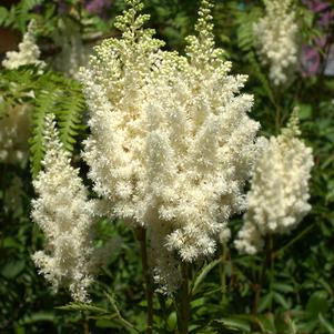 Astilbe arendsii 'Weisse Gloria'