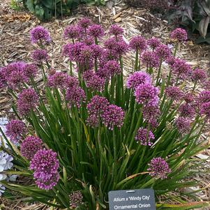 Allium 'Windy City'