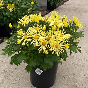 Chrysanthemum 'Mammoth™ Yellow Quill'