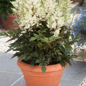 Astilbe 'Younique™ White'