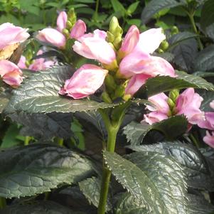 Chelone lyonii 'Hot Lips'