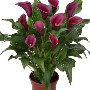 Calla 'Purple Spirit®'