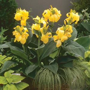 Canna 'Cannova® Yellow'