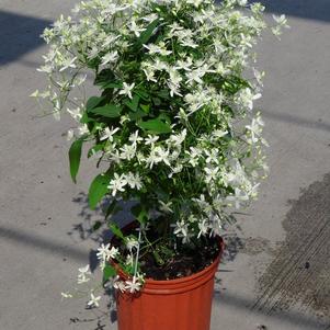 Clematis 'Paniculata'