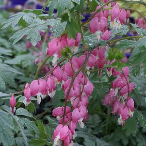 Dicentra spectabilis 