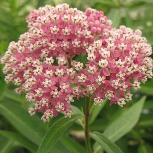 Asclepias incarnata 'Cinderella'