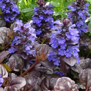 Ajuga reptans 'Black Scallop'