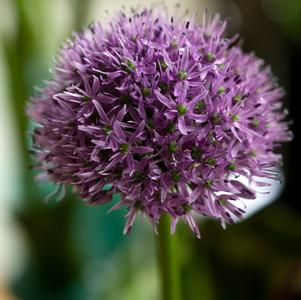 Allium 'Gladiator'