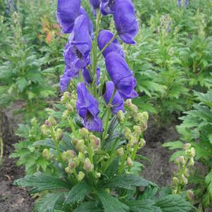 Aconitum fischeri