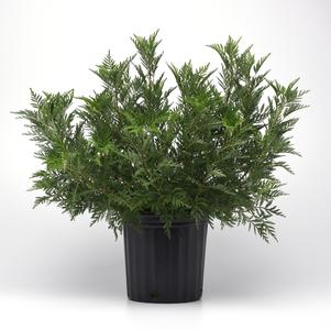 Artemisia 'SunFern™ Olympia'