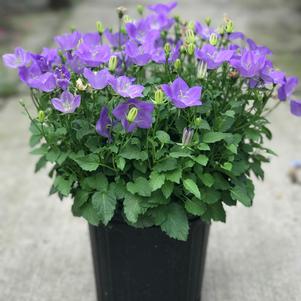 Campanula carpatica 'Rapido Blue'