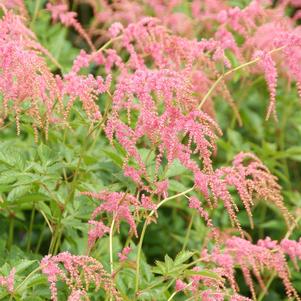 Astilbe thunbergii 'Ostrich Plume (staussenfeder)'