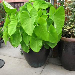 Elephant Ears - Colocasia esculenta 