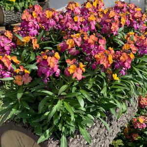 Erysimum linifolium 'Erysistible™ Sunset'