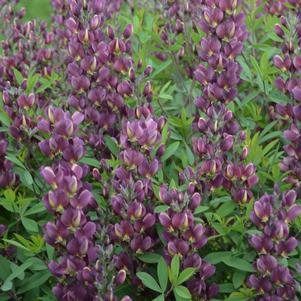 Baptisia australis 'Burgundy Blast'