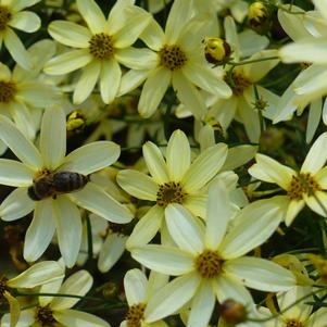 Coreopsis verticillata 'Moonbeam'