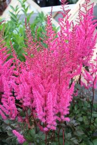 Astilbe chinensis 'Mighty™ Chocolate Cherry'