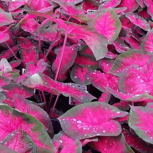 Caladium 'Best Pink'