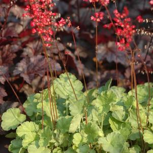 Heuchera sanguinea 'Firefly'