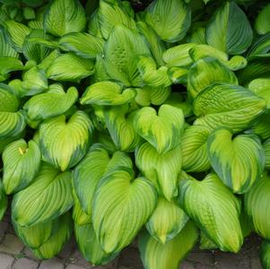 Hosta 'Guacamole'