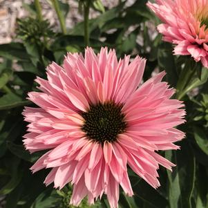 Echinacea 'SunSeekers Salmon'