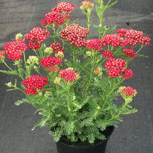 Achillea millefolium 'New Vintage™ Red'