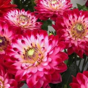 Dahlia Tall Dinner Plate 'Senior's Dream'