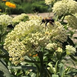 Asclepias incarnata 'Ice Ballet'