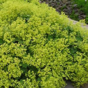 Alchemilla mollis 