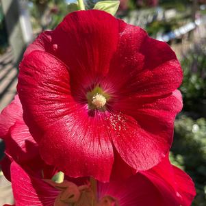 Alcea rosea 'Spotlight™ Mars Magic'