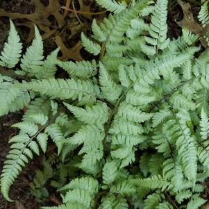 Athyrium niponicum pictum 'Pearly White'